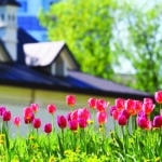 A flower bed with pink and purple tulips in the rays of sunlight against the backdrop of a beautiful white house with a Colonial-style home's sloping roof in the background.
