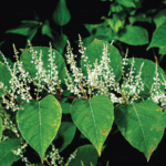 Invasive Weed Trips Up Builder in Pepperell